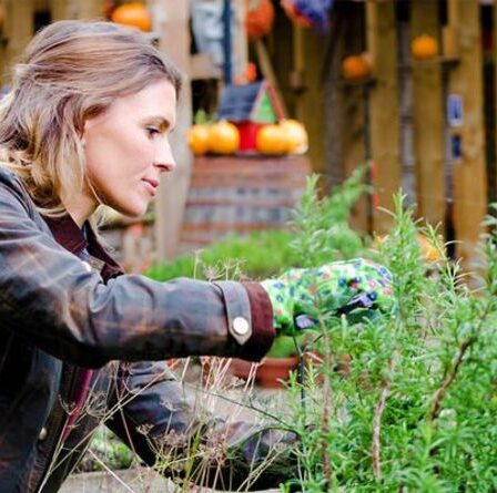Quand tailler les plantes en été - 6 raisons pour lesquelles l'été est le meilleur moment pour tailler