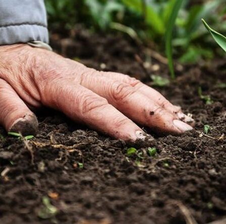 Que planter dans un sol crayeux - 8 conseils pour faire pousser un jardin luxuriant avec un sol crayeux