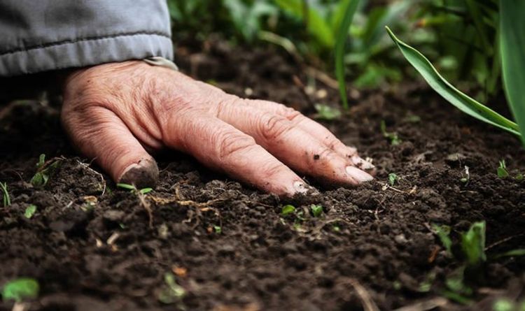 Que planter dans un sol crayeux - 8 conseils pour faire pousser un jardin luxuriant avec un sol crayeux