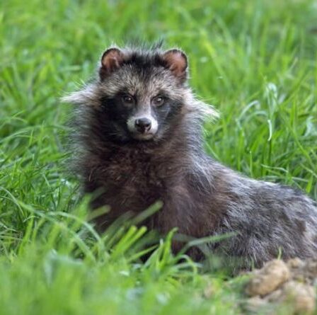 Qu'est-ce qu'un chien viverrin ?  Une espèce pourrait devenir « envahissante » au Royaume-Uni