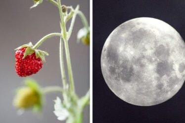 Signification de Strawberry Moon : Quelle est la signification du nom de la pleine lune de juin ?