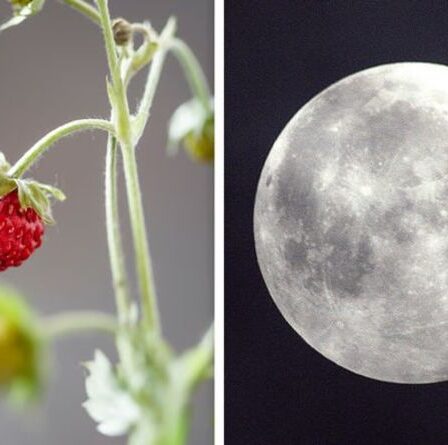 Signification de Strawberry Moon : Quelle est la signification du nom de la pleine lune de juin ?