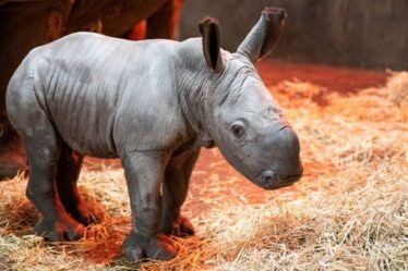 Un adorable bébé rhinocéros né dans un parc safari britannique fait ses premiers pas - photos