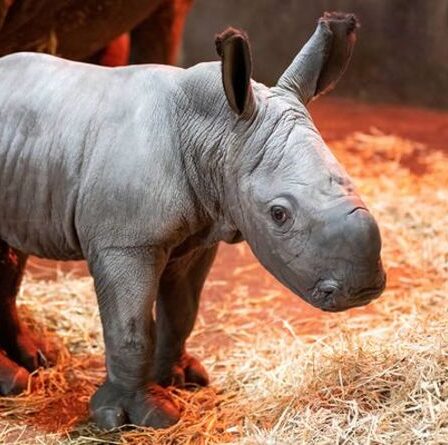 Un adorable bébé rhinocéros né dans un parc safari britannique fait ses premiers pas - photos