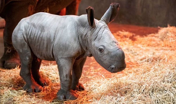 Un adorable bébé rhinocéros né dans un parc safari britannique fait ses premiers pas - photos