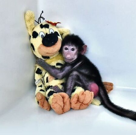 Un babouin solitaire embrasse son ours en peluche après avoir été abandonné par sa mère
