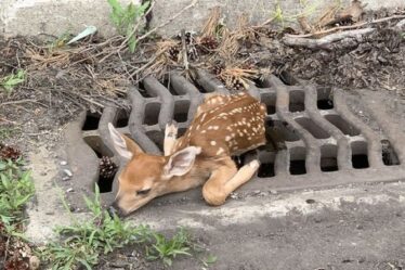 Un bébé cerf coincé dans une grille d'égout est sauvé sous le regard de sa mère