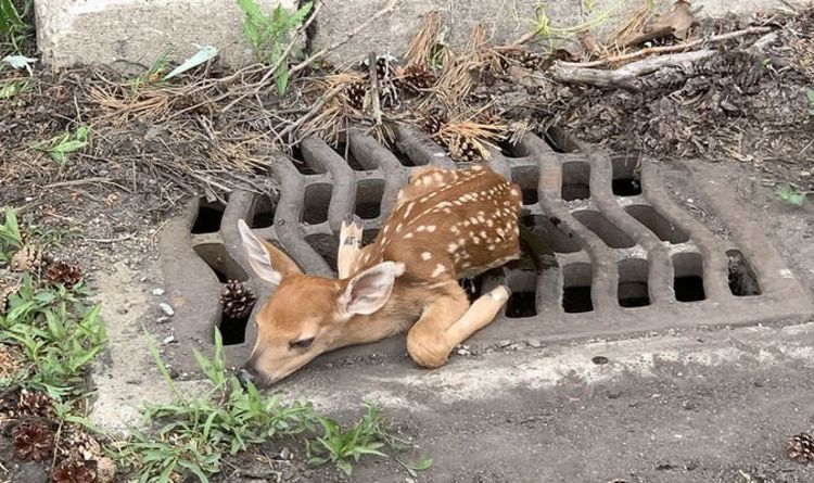 Un bébé cerf coincé dans une grille d'égout est sauvé sous le regard de sa mère