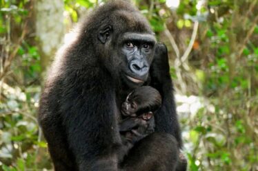 Un bébé gorille devient le premier à naître dans la nature de parents nés dans des zoos