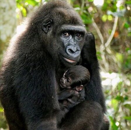 Un bébé gorille devient le premier à naître dans la nature de parents nés dans des zoos