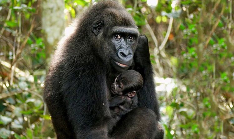 Un bébé gorille devient le premier à naître dans la nature de parents nés dans des zoos