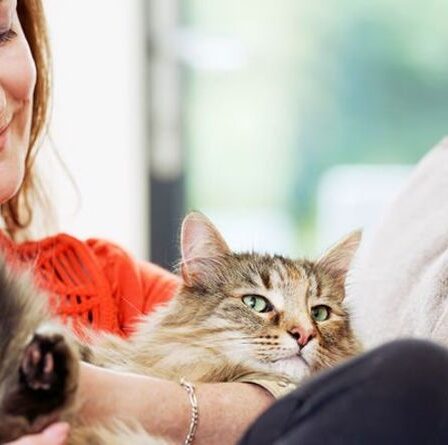 Un chat perdu depuis longtemps retrouve son propriétaire 11 ans après sa disparition