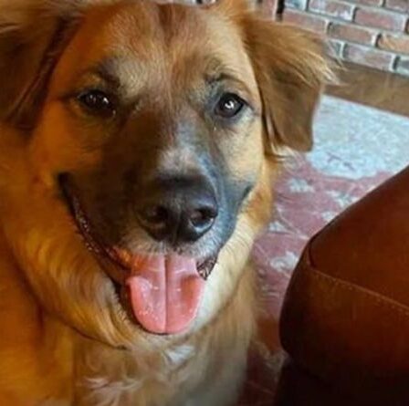 Un chien disparu jeté d'une voiture retrouvé quelques jours plus tard...