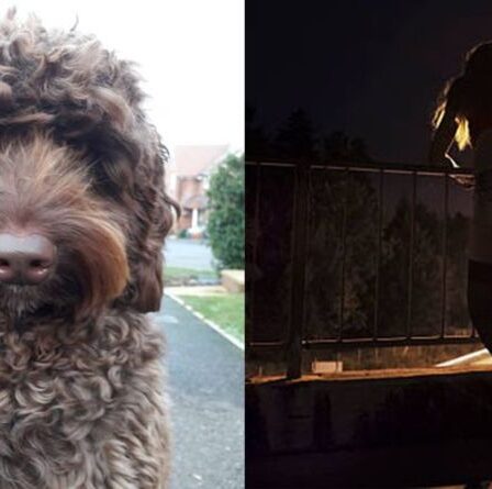 Un chien héros sauve une femme qui envisage de se suicider sur un pont autoroutier