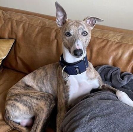 Un chien s'est précipité à l'hôpital après avoir consommé du cannabis dans un incident `` horrible ''