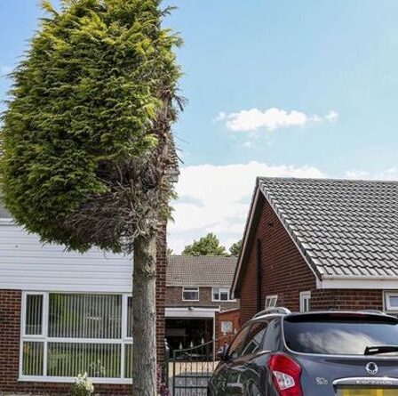 Un énorme arbre parfaitement coupé en deux lors d'une "petite" dispute entre voisins