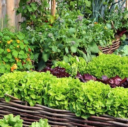 Un expert en jardinage partage des signes que vos herbes et vos feuilles de laitue pourraient être trop «amères» pour être mangées