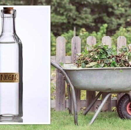 Un expert en jardinage partage un hack « bricolage » pour éliminer les mauvaises herbes mais avertit « il peut tuer la plupart des plantes »