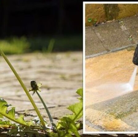 Un expert en jardinage partage un outil que vous ne devriez « jamais utiliser » pour éliminer les mauvaises herbes de votre terrasse
