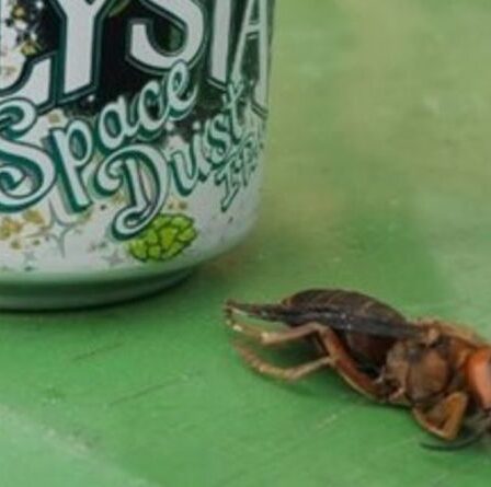 Un frelon meurtrier géant découvert à Washington – avertissement des experts