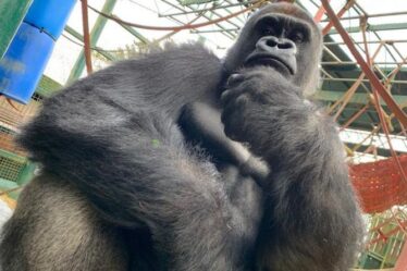 Un gorille quitte la Grande-Bretagne pour le Congo afin d'aider son espèce à sauver