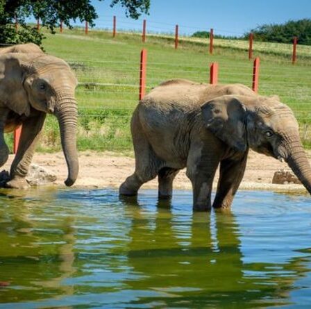 Un jeune éléphant tué alors qu'il dormait dans un zoo britannique - des gardiens désemparés disent qu'il leur manquera