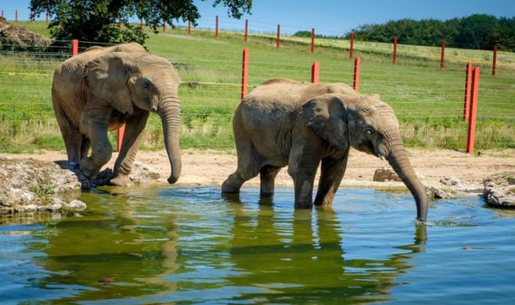 Un jeune éléphant tué alors qu'il dormait dans un zoo britannique - des gardiens désemparés disent qu'il leur manquera