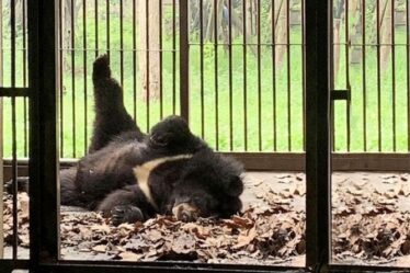 Un militant sauve 101 ours d'une ferme de bile cruelle en Chine