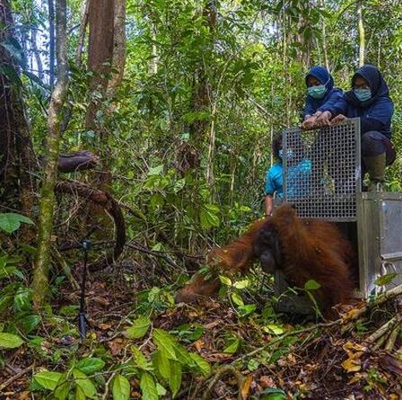 Un orang-outan se retrouve dans une nouvelle maison dans la forêt tropicale après avoir été secouru à Bornéo