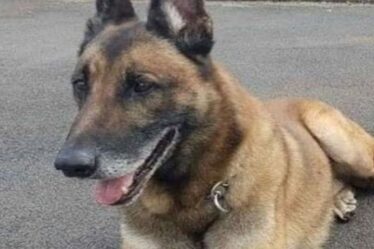 Une famille pleure la mort tragique d'un brave chien policier tué au combat - "Il est mort en héros"