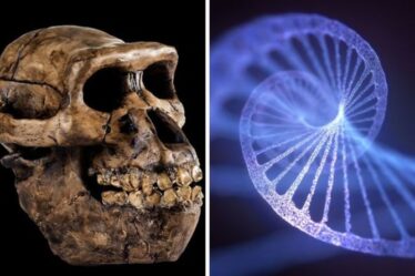 Une percée "étonnante" de l'ADN humain après la découverte d'une "espèce mystérieuse"