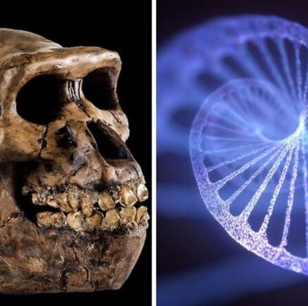 Une percée "étonnante" de l'ADN humain après la découverte d'une "espèce mystérieuse"