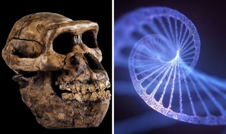 Une percée "étonnante" de l'ADN humain après la découverte d'une "espèce mystérieuse"
