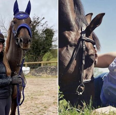 Une victime du meurtre tuée dans l'écurie de son cheval traquée par un harceleur