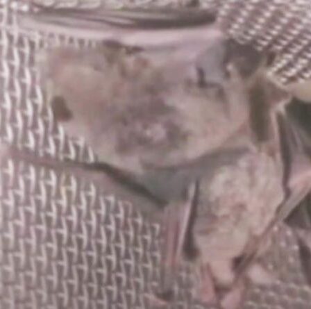 Une vidéo nouvellement déterrée « prouve que des chauves-souris vivantes ÉTAIENT conservées au laboratoire de Wuhan » malgré les affirmations de l'OMS