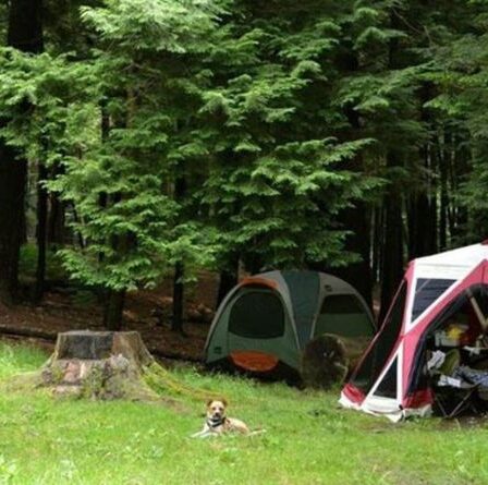 Tout ce que vous devez savoir sur le camping avec votre chien