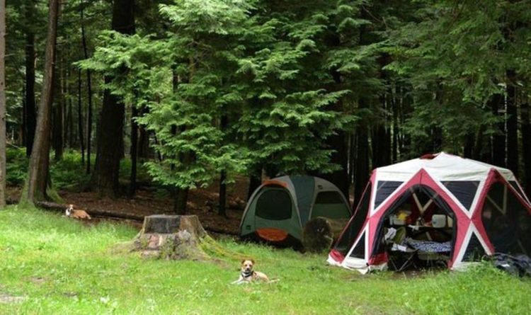 Tout ce que vous devez savoir sur le camping avec votre chien