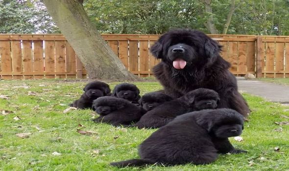 Famille avec huit chiens Terre-Neuve