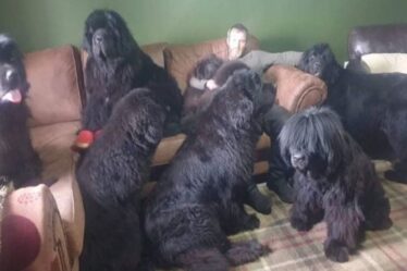 Rencontrez la famille qui possède huit chiens Terre-Neuve dans une maison