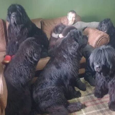 Rencontrez la famille qui possède huit chiens Terre-Neuve dans une maison
