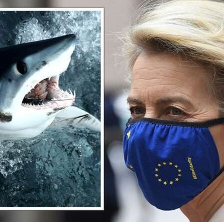 L'UE menace l'extinction des requins alors que le bloc "représente 22%" du commerce en danger