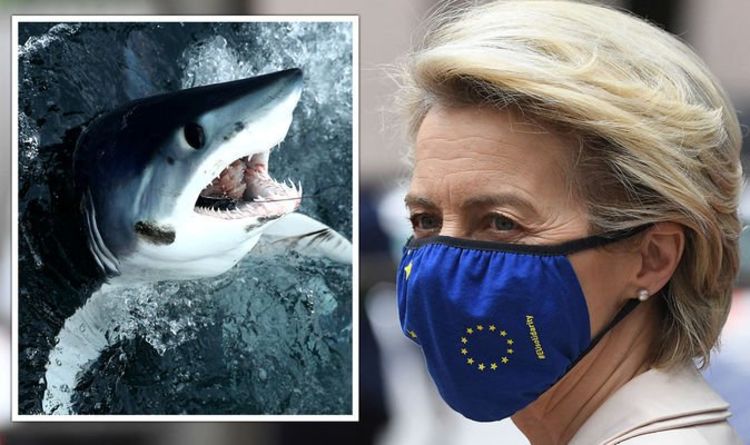 L'UE menace l'extinction des requins alors que le bloc "représente 22%" du commerce en danger