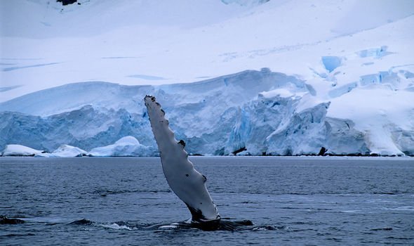 Baleines : l'Antarctique est célèbre pour sa population de baleines qui nagent dans ses eaux chaque année