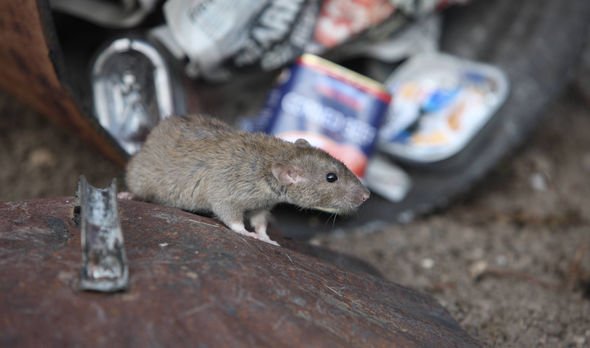 Rats Londres