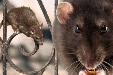 Avertissement sur les rats: le nombre de rongeurs va monter en flèche alors qu'un expert sonne l'alarme sur la «fièvre des morsures de rat»