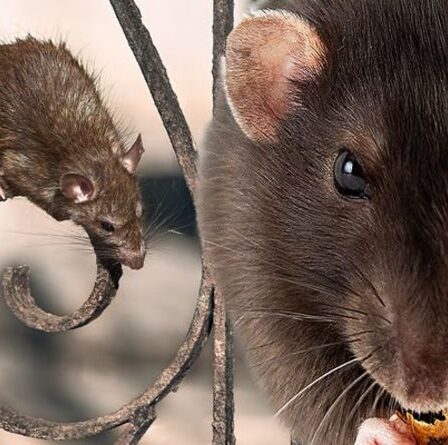 Avertissement sur les rats: le nombre de rongeurs va monter en flèche alors qu'un expert sonne l'alarme sur la «fièvre des morsures de rat»