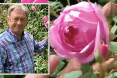 Alan Titchmarsh explique comment « transformer » vos roses pour une plante « plus belle »