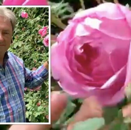 Alan Titchmarsh explique comment « transformer » vos roses pour une plante « plus belle »