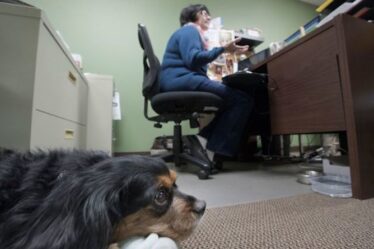Animaux de compagnie au travail: la RSPCA exhorte les bureaux à être plus respectueux des chiens après le verrouillage