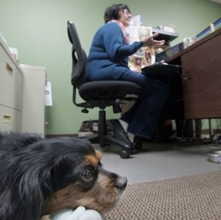 Animaux de compagnie au travail: la RSPCA exhorte les bureaux à être plus respectueux des chiens après le verrouillage